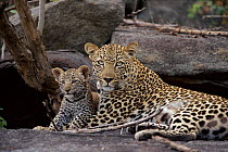 Leopard and cub, Mala Mala Game Reserve, South Africa