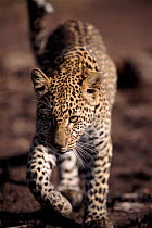 Young Leopard, Masai Mara, Kenya