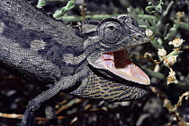 Desert chameleon hisses in defence {Chamaeleo namaquensis} South Africa