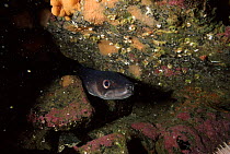 Conger eel in rock crevice, Skye, Scotland, UK