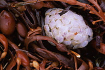 Dogwhelk {Nucella lapillus} egg cases amongst knotted wrack on strand line, Scottish Loch, UK