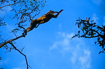 Southern plains grey / Hanuman langur {Semnopithecus dussumieri} leaping from tree with baby clinging on, Bandhavgargh NP, Madhya Pradesh, India