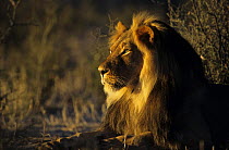 Lion {Panthera leo} male Kalahari Gemsbok NP South Africa