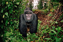 Mountain gorilla 'Rafiki' {Gorilla gorilla beringei} male silverback Virunga NP Dem Rep Congo, Africa