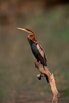 African darter {Anhinga rufa} perching, Ranthambore NP, India.