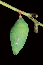 Morph butterfly chrysalis, Ecuadorian Amazon. Sequence 2 of 2