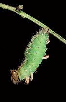 Morph caterpillar pupating, Ecuadorian Amazon.