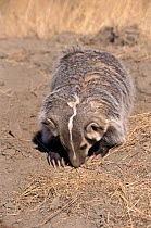American Badger digging, Montana, USA