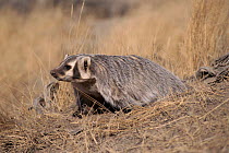American Badger, Montana, USA