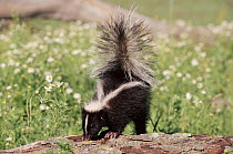 Striped skunk, Minnesota, USA.