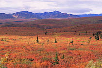 Tundra vegetation in autumn with sporadic conifers, Denali NP, Alaska, USA