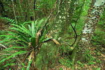 Open understorey of dry sub tropical forest with (Zanthoxylum sp), La Guira NP, Cuba