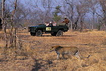 Viewing a leopard on safari {Panthera pardus} Game viewing in Africa