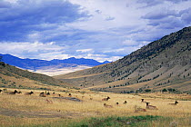 Large herd of resting Elk {Cervus elaphus} Mammoth Camp Ground, Yellowstone NP, Wyoming USA, Autumn
