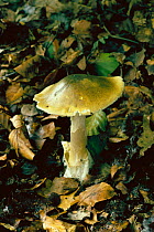 Death cap fungus. UK {Amanita phalloides} Deadly poisonous