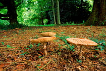 Shaggy parasol mushroom {Macrolepiota rhacodes} Edible fungus. Westonbirt Arboretum, Gloucestershire UK