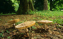 Shaggy parasol mushrooms {Macrolepiota rhacodes} Westonbirt, Glos, UK.