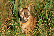Florida panther / Puma {Felis concolor} captive Florida, USA.