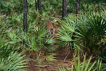Florida panther (Puma) {Felis concolor} amongst vegetation, Florida, USA