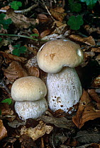 Penny bun or Cep {Boletus edulis} Excellent edible fungus