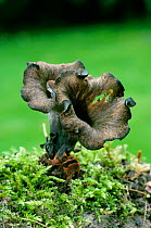 Horn of Plenty fungus, UK {Craterellus cornucopoides}