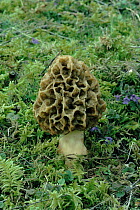 Common morel - edible spring fungus. Sussex downland, England, UK, Europe
