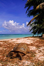 Aldabra tortoise {Geochelone gigantea} on beach Aldabra Atoll, Picard Island, Seychelles