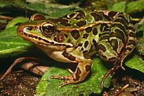 Leopard frog on leaves {Rana pipiens} Presque Isle State Park, Pennsylvania, USA