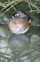 Female Wood duck {Aix sponsa} reflected in water, USA