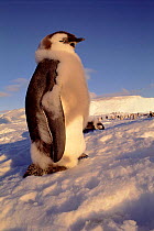Emperor penguin juvenile moult {Aptenodytes forsteri} Australian Antarctic Territory