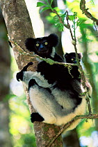 Indri with young in tree {Indri indri} Perinet Madagascar.