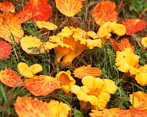 Chanterelle {Cantharellus cibarius} camouflaged amongst fallen autumn leaves, Sweden