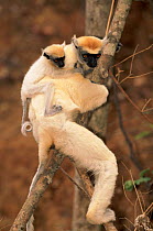 Golden crowned sifaka mother carrying young, Madagascar. Endangered. Andrano-tsimaty Village near Daraina