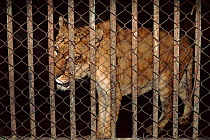 Tigon - hybrid tiger-lion: offspring of male tiger crossed with lioness 'Rangini', Calcutta Zoo, India. Crippled animal