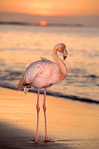 Greater flamingo on beach at sunset, Galapagos Islands
