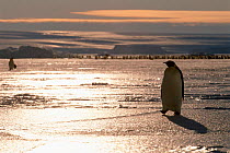 Emperor penguin walking over ice at sunset, Australian Antarctic Territory, Auster rookery