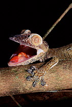 Leaf tailed gecko threat display, Nosy Mangabe, Madagascar