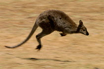 Red necked wallaby hopping, Tasmania,  Australia