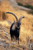 Wild goat {Capra aegagrus} adult, Sierra Gredos, Avila, Spain