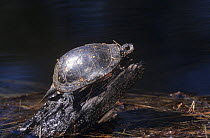 Spotted turtle (Clemmys guttata) basking on piece of wood, Batsto River, New Jersey, USA, vulnerable species