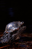 Spotted turtle basking {Glemmys guttata}, Batsto River, New Jersey, USA