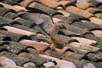 Lesser kestrel {Falco naumanni} pair mating on roof, Lake Bafa, Turkey