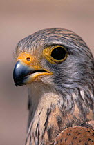 Lesser kestrel female {Falco naumanni} head portrait , Spain