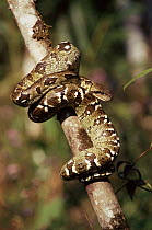 Madagascan boa wrapped round on branch, Mantadia NP, Madagascar