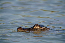 American alligator in river, Texas USA