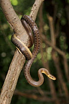 Aesculapian snake {Elaphe longissima} on branch, Bieszczadzki NP Poland