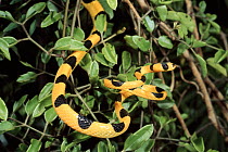 Stneophis species snake in tree, western deciduous forests, Madagascar, known from only 10 specimens