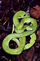 Palm viper on tropical dry forest floor, Guanacaste, Costa Rica