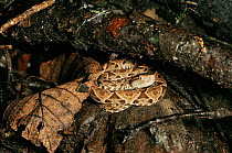 Fer de lance snake on rainforest floor,  Costa Rica