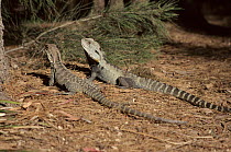 Lesuer's water dragon pair, larger male on right, Australia
